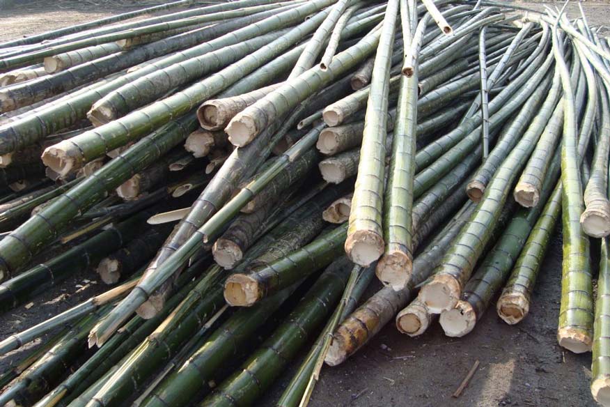 bamboo-unique-plant