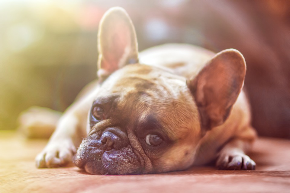Common Pet Owners Mistakes Buying A Home