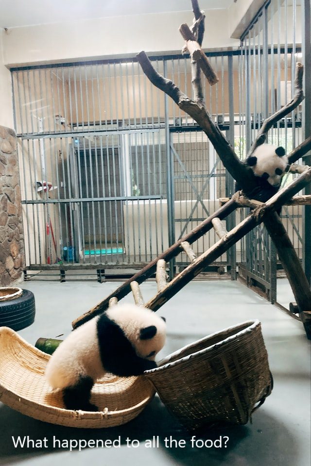 panda-looking-for-food