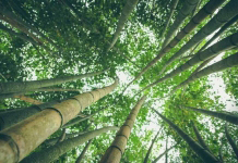 bamboo forest