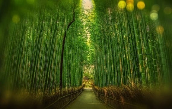 A path through a grove of bamboo