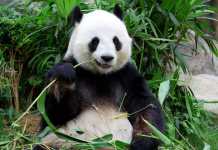 panda eating bamboo