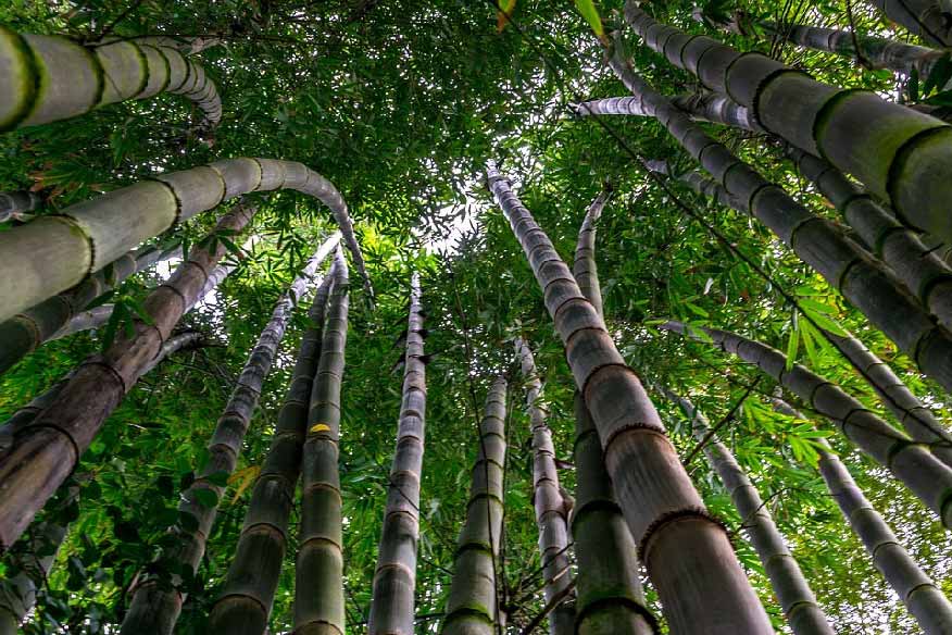 bamboo forest view