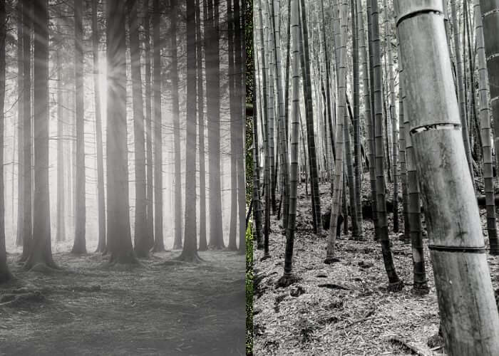 hardwood vs bamboo forest