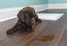 clean pet urine from bamboo floor