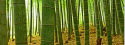 bamboo growth