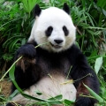 panda eating bamboo