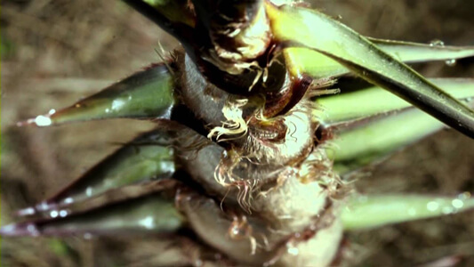 how fast can bamboo grow