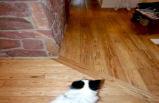 Tupelo Honey Eucalyptus Floor