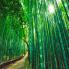 harvesting bamboo