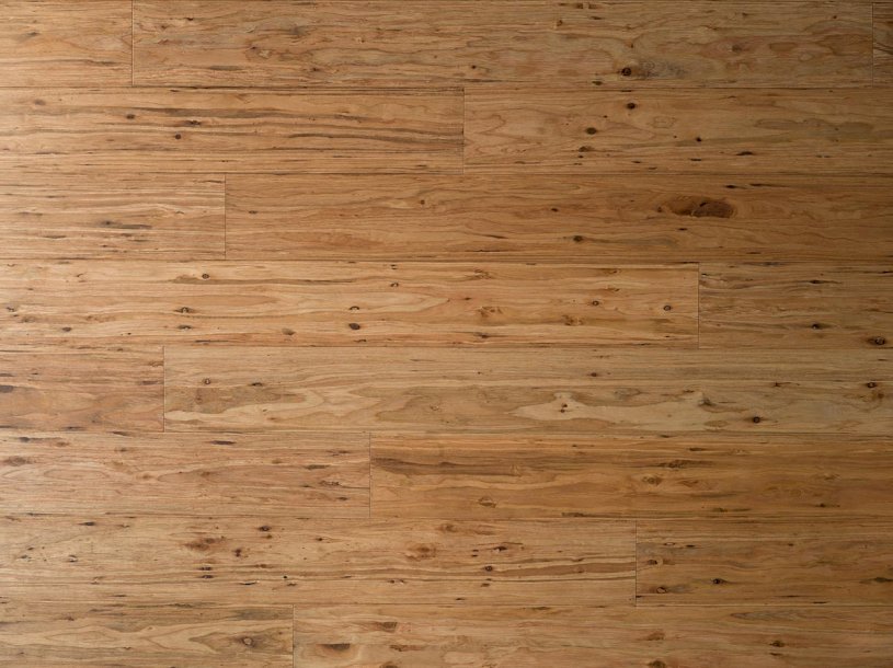 Tupelo Honey Eucalyptus